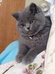 British Shorthair Cat Breed Information - Vetstreet