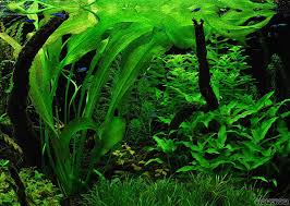 Image result for Ottelia ulvifolia