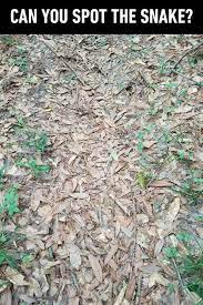 हिंदी इस चित्र में … Spot The Snake Puzzle Puzzles Riddles And Brainteasers
