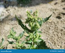 Image result for Chenopodiastrum