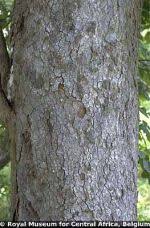 Image result for Xylia africana