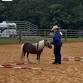 Halter, Showmanship and In Hand Obstacles Clinic event image