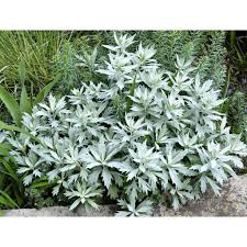 Silver king artemisia grows two to three feet high. Artemisia Ludoviciana Wormwood Valerie Finnis Paramount Nursery Inc