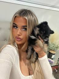 💙 Orlando FL. NFS 3 weeks old. Chocolate 🍫 white parti.