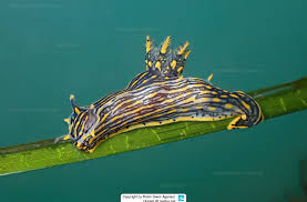 Image result for Erythrococca polyandra