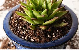 While it's possible for a succulent or cactus to survive in a container without drainage, it's not easy. Cactus Succulent Soil For Sale Best Soil For Succulents Perfect Plants