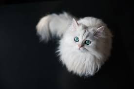Naming Your White Cat Name Ideas For Cats With White Haircoats