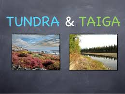 Image result for taiga vs tundra
