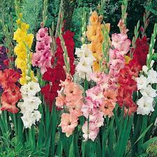 Brilliant Beautiful 20 Gladiolus Flower Ideas For Your Garden Https Decorathing Com Garden Ideas Beautiful 2 Gladiolus Flower Flower Meanings Gladiolus Bulbs