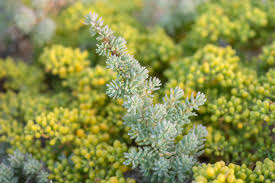 Image result for Suaeda vermiculata