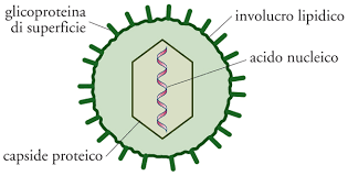 Un virus informático o gusano informático es un programa de software malicioso que puede replicarse a sí mismo en ordenadores o a través de redes de ordenadores sin que te des cuenta de que el. Virus In Enciclopedia Della Scienza E Della Tecnica