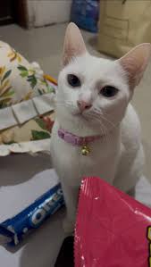 Missing white cat in San Jose del Monte Bulacan