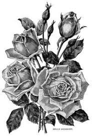 Vintage Roses Garden Catalogue Page And Clip Art Free Graphics Vintage Tattoo Vintage Roses Art