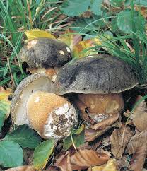 Image result for Boletus projectelloides