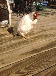 Rooster moves like a human to amazement of its owner. Chicken Walking Like Penguin Backyard Chickens Learn How To Raise Chickens