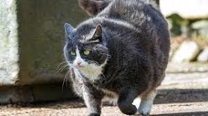It would help boost the cat's caloric intake if he can nibble on healthy. How To Help Your Cat Lose Weight Cat Care Youtube