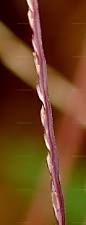 Image result for Digitaria setifolia
