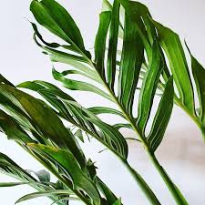 Monstera Pinnatipartita Plants Rare Plants Plant Leaves