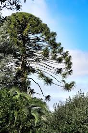 Image result for Arauk rie Araucaria