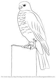 How To Draw A Buzzard Drawingtutorials101 Com Drawings Drawing Tutorial Draw