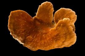 Image result for Subularia monticola