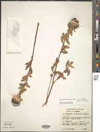 Image result for Gnidia kraussiana