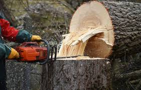 Demnach können sie ableiten, wann bäume fällen erlaubt ist. Baumschutzverordnung Bayern Baume Mit Genehmigung Fallen 2017