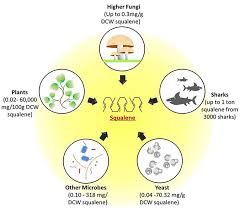 We literally have thousands of great products in all product categories. Frontiers Engineering Strategies In Microorganisms For The Enhanced Production Of Squalene Advances Challenges And Opportunities Bioengineering And Biotechnology