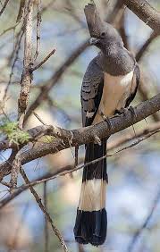 Pin On Birds Parrots Lorys