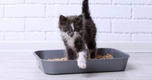 I collect the shredded paper in an unused litter box. How To Make Your Own Diy Cat Litter Petlife