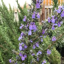 Image result for Rosmarinus officinalis