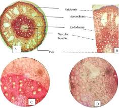 Image result for Struchium