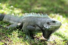 Iguana Reptiles And Amphibians Lizard