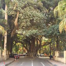 نادي الزمالك المصري نادي الوطنية والكرامة نادي رياضي واجتماعي، يعتبر أحد أقدم الاندية المصرية والعربية. The Roots Of Cairo All About The Banyan Tree That Became A Zamalek Icon Scoop Empire