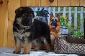 Akc german shepherd puppies for sale in ohio. German Shepherd Dog Puppy For Sale In Fredericksburg Oh Adn 71848 On Puppyfinder Com Gende German Shepherd Dogs Puppy German Shepherd Puppies German Shepherd