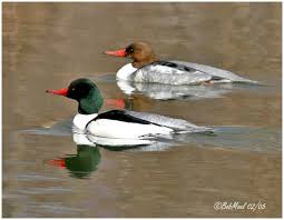 Black And White Birds In Pa Common Merganser Mergus Merganser Bird Life List Nature Birds Animals