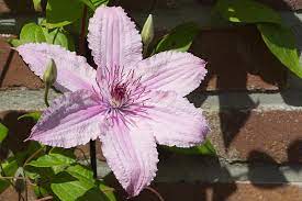 They open over a long season from july to october. 19 Of The Best Summer Blooming Clematis Varieties Gardener S Path
