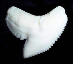 Mako shark's teeth are used for slicing it's prey and keeping it from slipping away out of it's. Tiger Shark Tooth Shark Tooth Tattoo Tiger Shark Shark Teeth