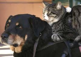 A Dog Cat And Mouse Balancing Act Dog Friends Animals Friends Animals