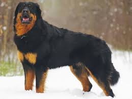 Agile et vif, le berger australien excelle dans la conduite des troupeaux, mais est aussi un excellent chien de compagnie, joueur et particulièrement adapté aux maîtres sportifs. Bouvier Mongol Caractere Et Education Sante Et Entretien Prix