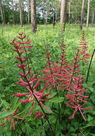 Image result for Eriosema monticola