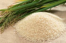 Read the sushi rice brands discussion from the chowhound general discussion, sushi food community. Japanese Rice Steamy White Japonica Rice And Recipes Japan Centre