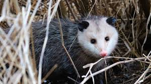 However the us universities are much better compared to australian universities in terms of research output and quality. I Ve Stayed Silent For Too Long Opossums Deserve Our Love Mother Jones
