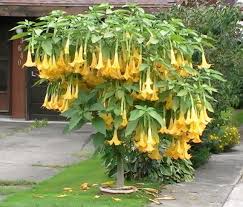 Pin On Garden