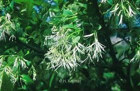 Image result for Chionanthus niloticus