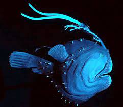 himantolophus albinares deep sea creatures deep sea life weird sea creatures