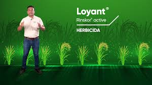 🌾Conozcamos un poco más sobre 𝗟𝗼𝘆𝗮𝗻𝘁® 𝗥𝗶𝗻𝘀𝗸𝗼𝗿™ 𝗮𝗰𝘁𝗶𝘃𝗲,  herbicida con el mejor sistema integrado para el 𝘤𝘰𝘯𝘵𝘳𝘰𝘭 𝘥𝘦  𝘮𝘢𝘭𝘦𝘻𝘢𝘴 en tu 𝗰𝘂𝗹𝘁𝗶𝘃𝗼 𝗱𝗲 𝗮𝗿𝗿𝗼𝘇., Julio Navarro y Erwin  Aguilera del Team Corteva; nos ...