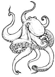 Octopus Tentacles Drawing A tentacle is an elongated flexible organ present in animals, especially invertebrates such as octopuses. octopus tentacles drawing