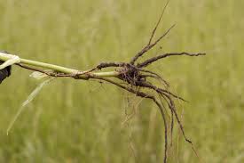 Image result for Commelina petersii