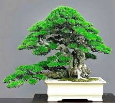 Pin By Daniel Ocean On Bonsai Insp3 Bonsai Tree Bonsai Art Indoor Bonsai Tree